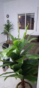 a green plant in a vase in a living room at Maison céder in Azrou