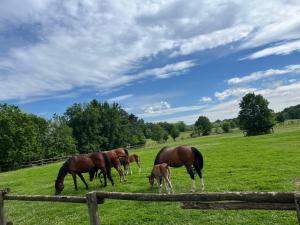 a group of horses grazing in a field at B&B la boffalora in Zaffignano