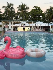 two pink inflatable swans in a swimming pool at Roulotte Beach São Tomé in Triunfo
