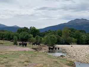 a herd of horses walking across a river at La Toscana en Lozoya in Alameda del Valle +13 photos