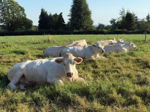 a group of white cows laying in a field at Château Talence 1870 in LʼAbsie +29 photos