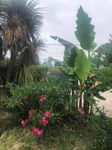 a group of plants and flowers in a yard at Villa Stella in Montauban