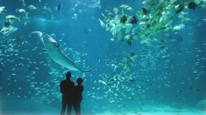 a couple standing in front of an aquarium with fish at Azur, Cosy Blue studio, ultra centre de Desvres in Desvres