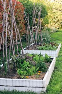 a garden with a bunch of plants and trees at Charming Heritage Cottage in Armidale