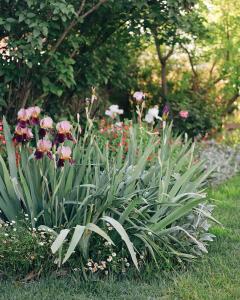 a plant with pink flowers in a garden at Charming Heritage Cottage in Armidale