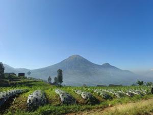 a field of crops with a mountain in the background at 1440 MDPL Villa & Resort in Wonosobo