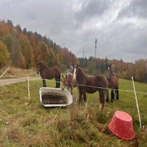 a group of horses standing in a field at Ostrzycki Raj in Pierszczewo