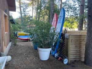 two surfboards and a potted plant next to a fence at La Cabane des P’tits chiffon in Lacanau
