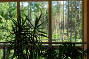 a plant in a window with a forest view at Minhauzena Unda in Saulkrasti +31 photos