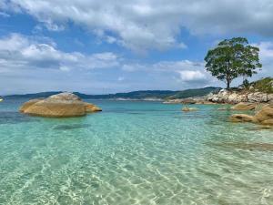 a beach with rocks and a tree in the water at Rincón Atlántico ático deluxe in Moaña