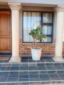 a plant in a pot in front of a house at The Grand Village in Mahikeng