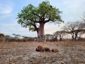 a large tree in the middle of a field at Hennies HideOut in Kachikau