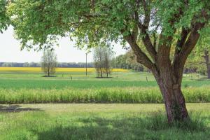 a tree in the middle of a field at Ferienwohnung Hasenkate II - Boldevitzer Rügenkaten in Parchtitz