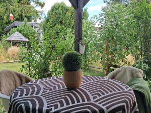 a table with a potted plant on top of it at Ferienbungalow Haus Rolf _ Objekt in Papendorf