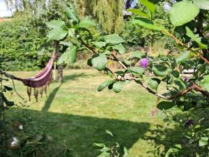 a hammock in a garden with a tree at Ferienbungalow Haus Rolf _ Objekt in Papendorf