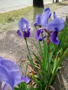 a group of purple irises in a garden at Lavandula in Villa Elisa