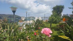a garden with flowers and a pink rose at Villa Ersilia in Ponza +65 photos