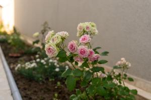 a bunch of pink roses in a garden at Casa Agigea in Agigea +18 photos