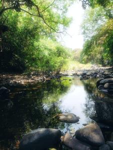 a river with rocks and trees in a forest at Farmview Guest House Netravali in Netorlim