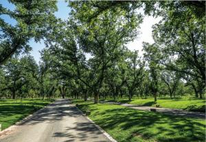 a tree lined road with green grass and trees at By Lumina Parvasa 1 in Ejido Parras