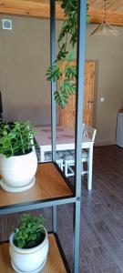 two potted plants sitting on a table in a room at Agroturystyka Stasin in Trojanów +18 photos