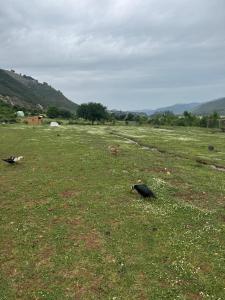 two birds sitting in a field of grass at Vjosa Valley Glamping in Tepelenë