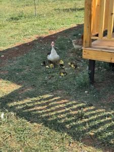 a duck and her chicks standing in the grass at Vjosa Valley Glamping in Tepelenë