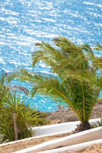 eine Gruppe von Palmen am Strand mit dem Meer in der Unterkunft Pahivouni Studios & Suites in Donousa