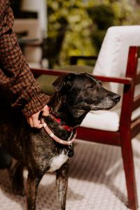 a person petting a dog next to a chair at Fontinha Porto, Trademark Collection by Wyndham in Porto
