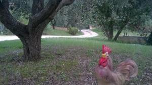 Ein Huhn steht im Gras neben einem Baum in der Unterkunft alumbia in Petriolo
