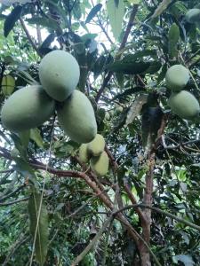 a bunch of green mangoes hanging from a tree at MAYU Homestay in Dickwella