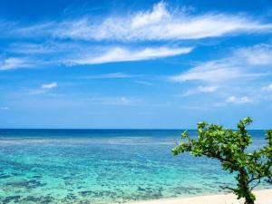 a tree on a beach with the ocean at Ishigaki Guesthouse HIVE in Ishigaki Island