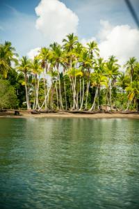 a group of palm trees on a beach with water at Terrazas del Golfo in La Palma