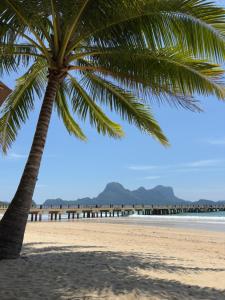 a palm tree on the beach with a pier in the background at Bahay El Nido in El Nido