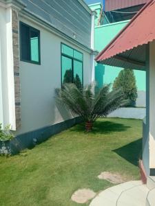 a house with a palm tree in the yard at Ponte Vedra Lodge in Mwanza