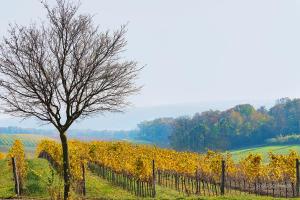 a tree in a field next to a fence at Gästehaus IWANESTAL in Eibesthal