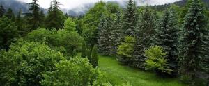 an aerial view of a forest with trees and grass at Orbi Palace Bakuriani in Bakuriani