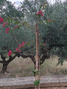 a giraffe behind a fence with pink flowers at Afrodite's Room 1 in Kámbos