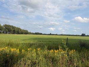 a field of grass with flowers in the foreground at Dekema Equestrian Trekkershutjes in Gorredijk