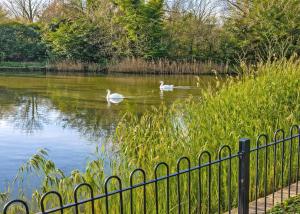 two white swans swimming in a pond next to a fence at Faringdon Grange in Faringdon