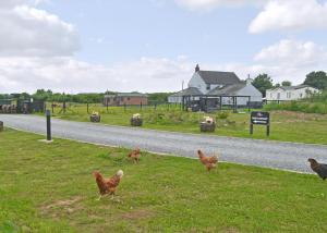 a group of chickens standing in the grass next to a road at Lillyhall Lodge Retreat in Workington +36 photos