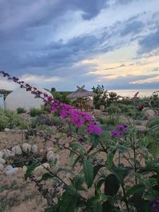 a garden with purple flowers on the beach at Uort in Tossor