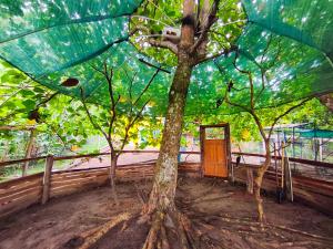 a tree with a plastic sheet around it at Las Catalinas Ecológicas (El Maizal) in Antón +9 photos