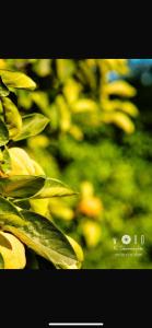 a tree with green leaves in front of some other trees at Hotel Dini in Vlorë