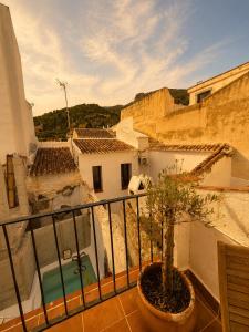 a balcony with a potted tree on top of a building at Encanto Guesthouse in Canillas de Aceituno