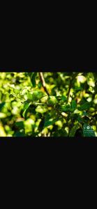a green bush with lots of green leaves at Hotel Dini in Vlorë