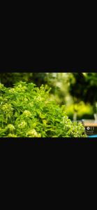 a group of green bushes with a car in the background at Hotel Dini in Vlorë