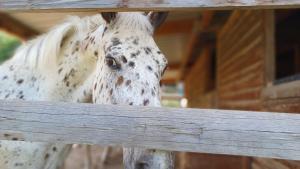 a white horse looking over a wooden fence at Brescou Lodges in Murviel