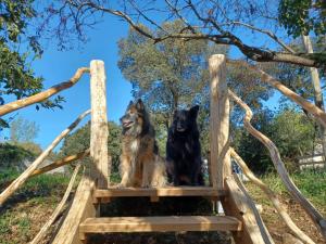 two dogs sitting on a wooden chair at Brescou Lodges in Murviel