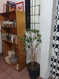 a plant in a pot next to a book shelf at Fabylu in Ezpeleta
